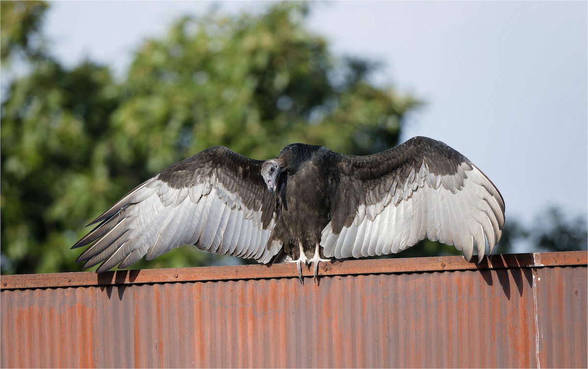 Turkey Vulture - ML641936855