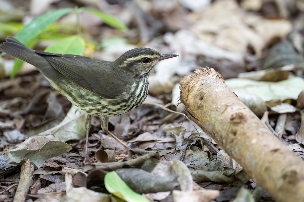 Northern Waterthrush - ML641936868