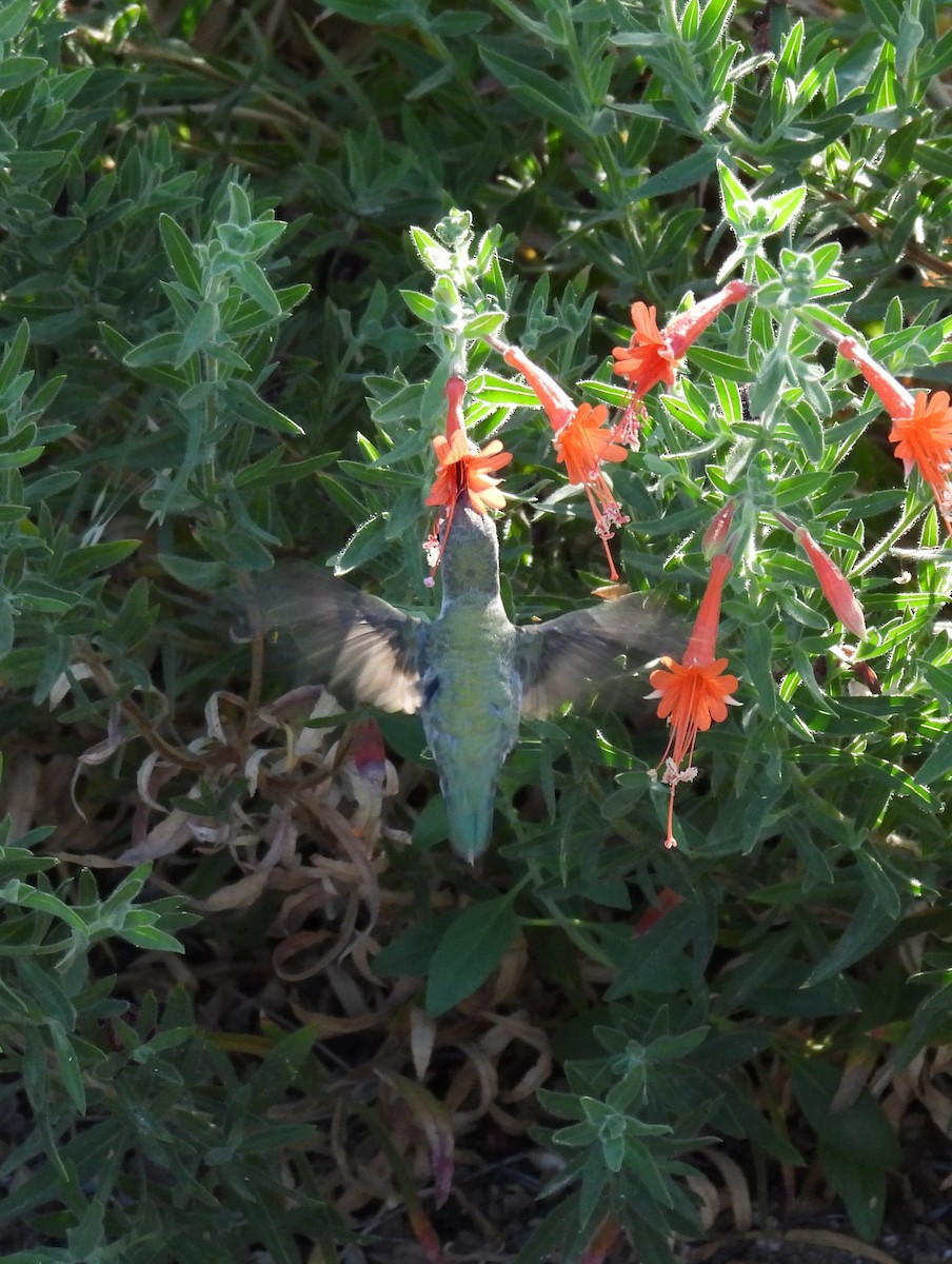 Anna's Hummingbird - ML641936869
