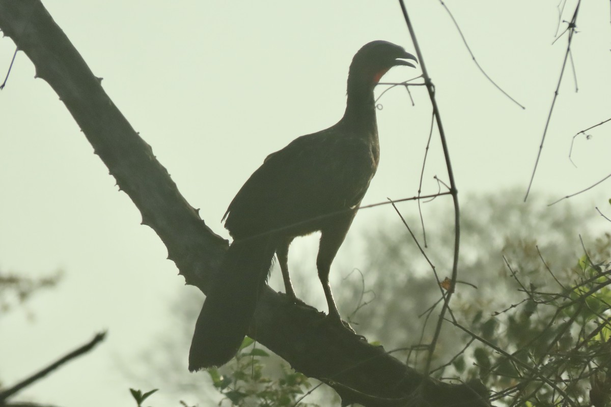 Chestnut-bellied Guan - ML641936890