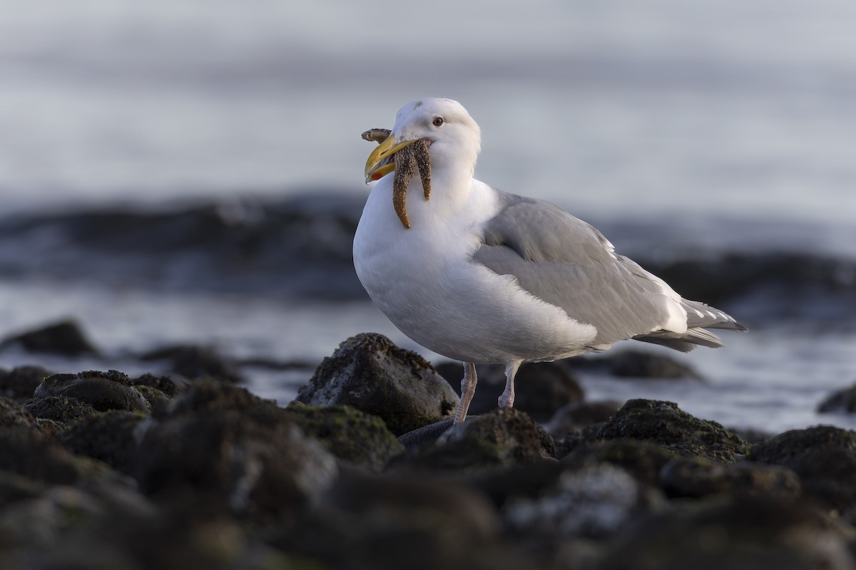 Glaucous-winged Gull - ML641936904