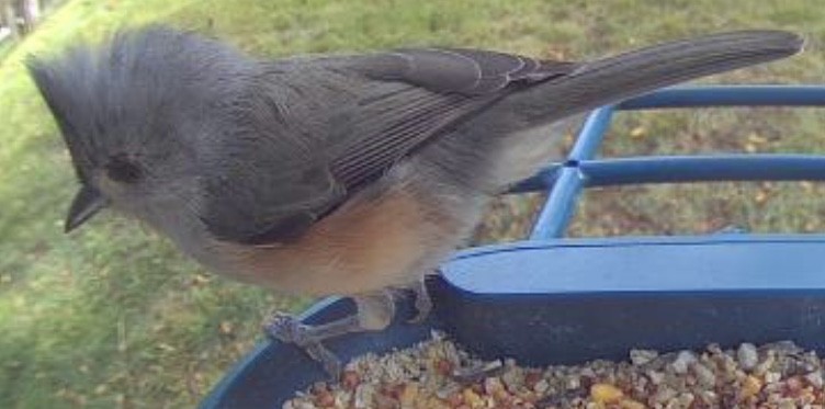 Tufted Titmouse - ML641936906
