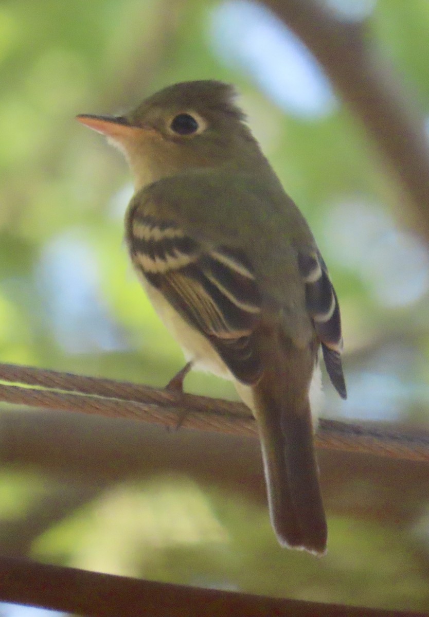 Western Flycatcher - ML641936911