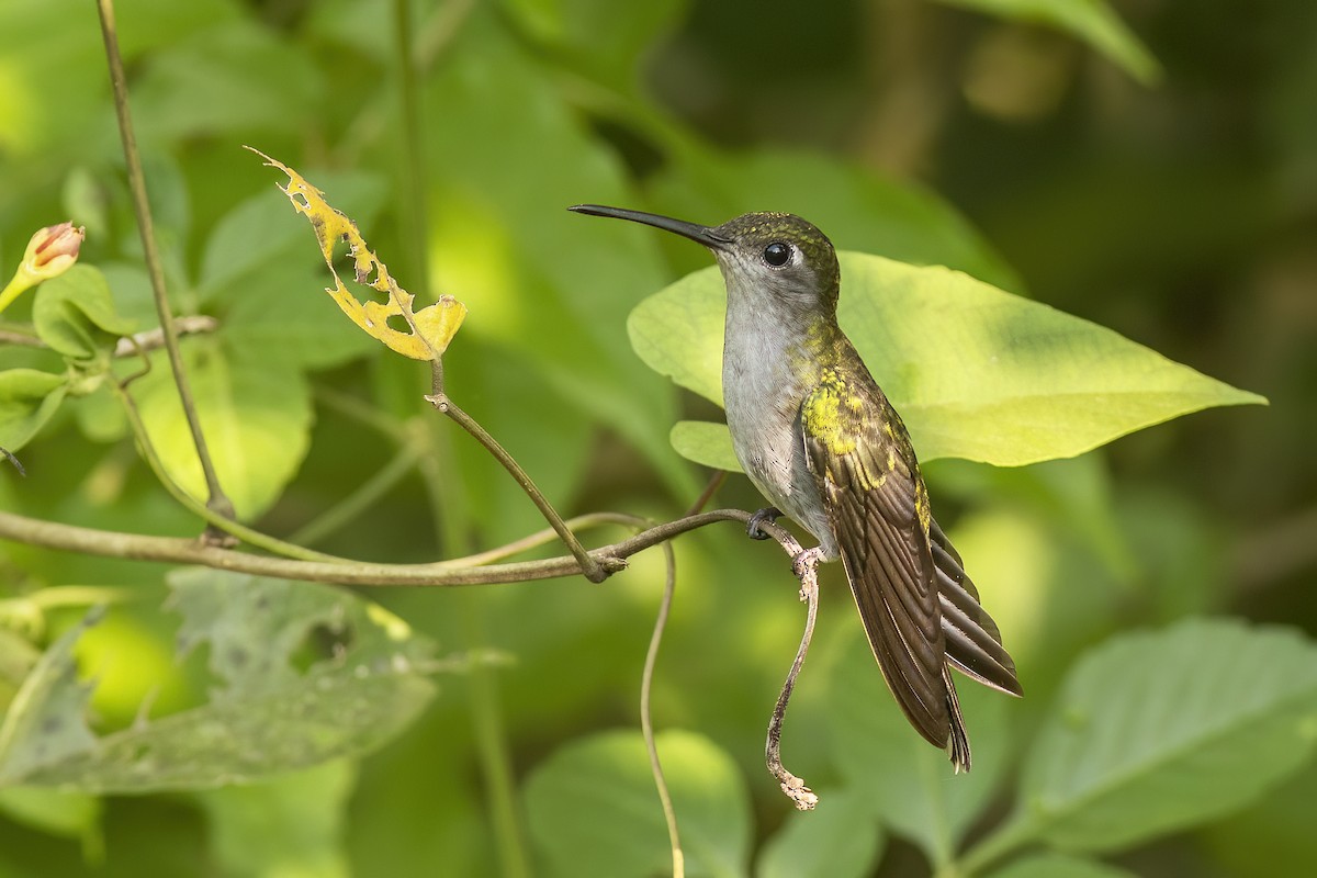 Gray-breasted Sabrewing - ML641936917