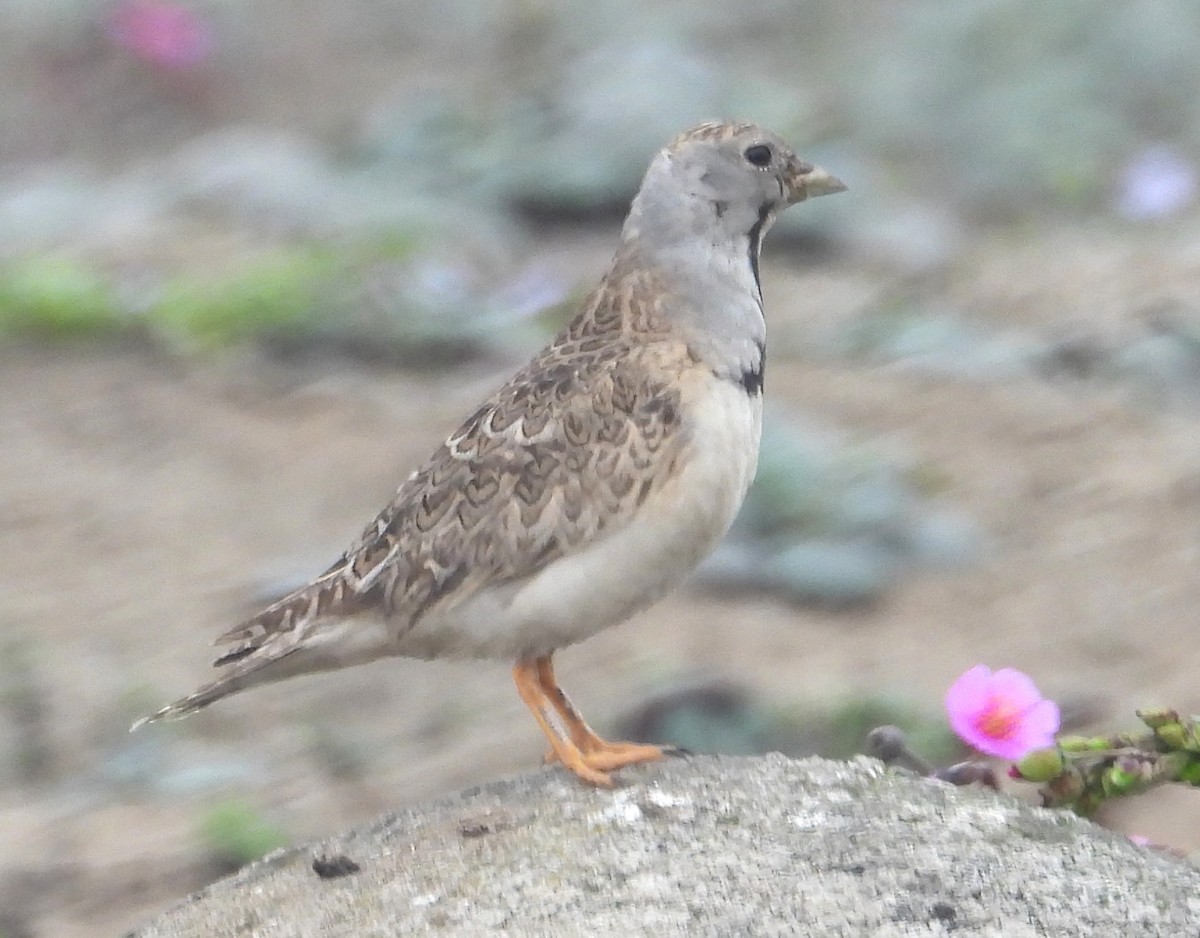 Least Seedsnipe - ML641936918