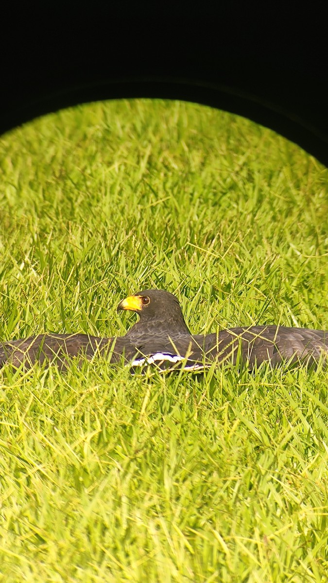 Common Black Hawk - ML641936919