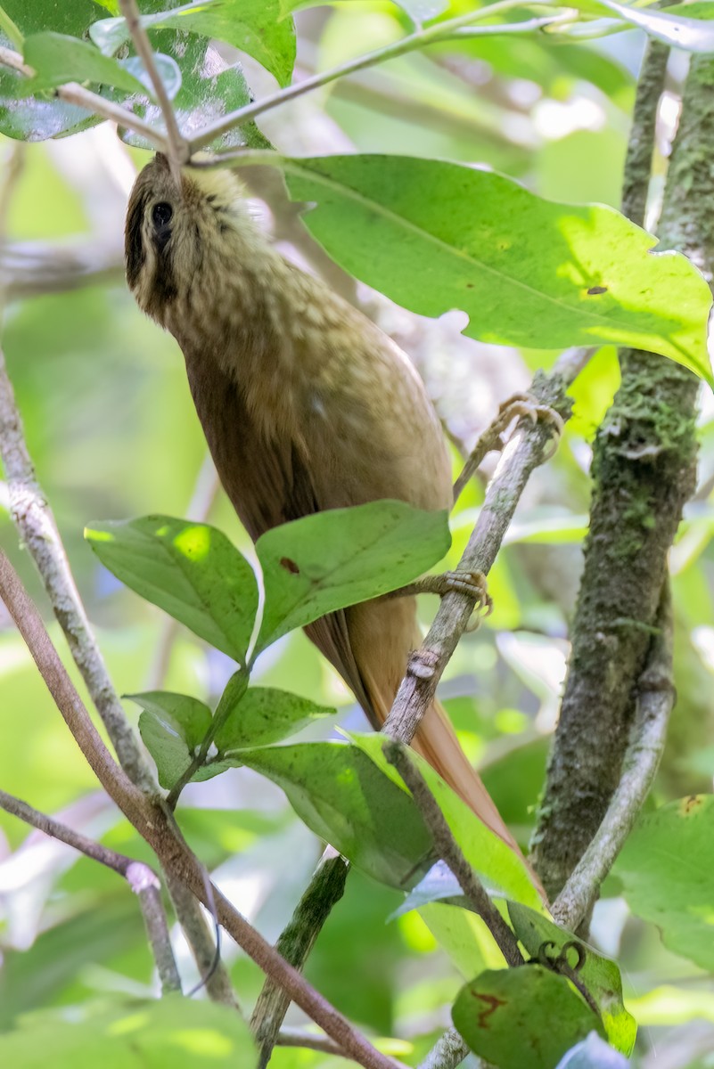 White-browed Foliage-gleaner - ML641936922