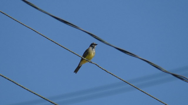 Cassin's Kingbird - ML641936942