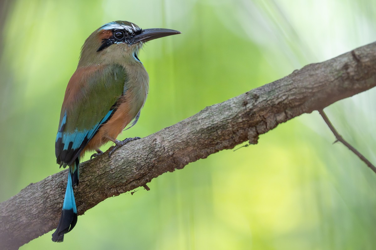 Turquoise-browed Motmot - ML641936947