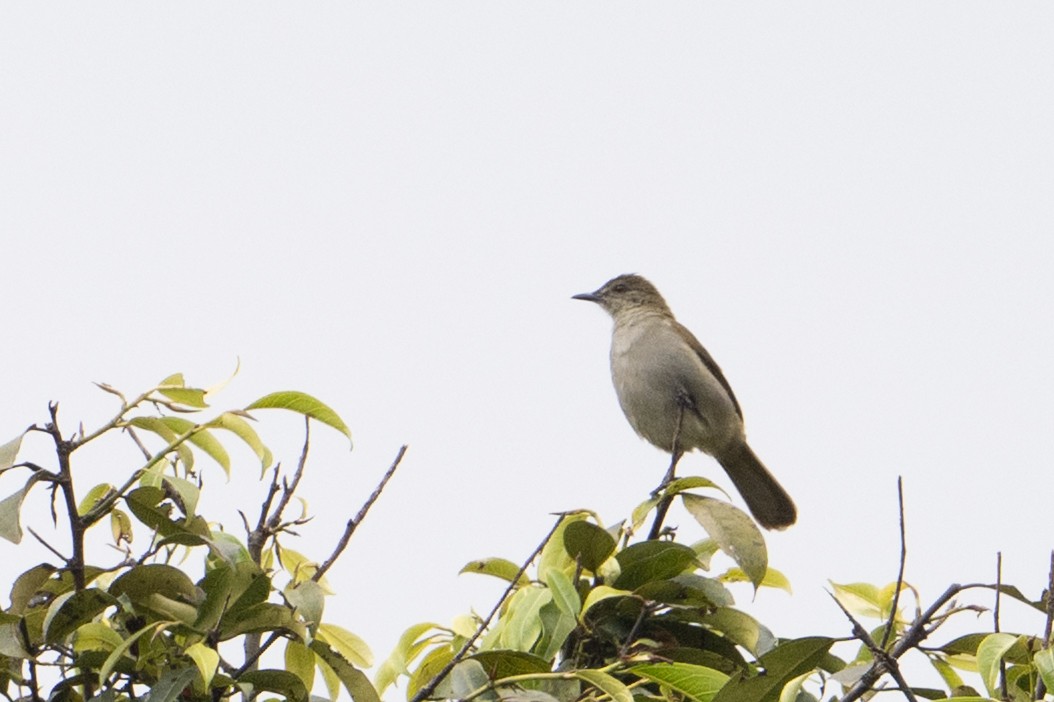 Slender-billed Greenbul - ML641936949