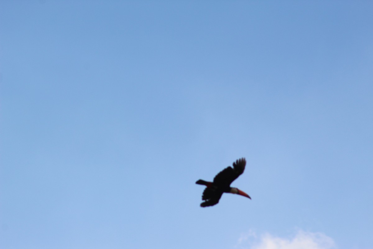 Toco Toucan - ML641936958
