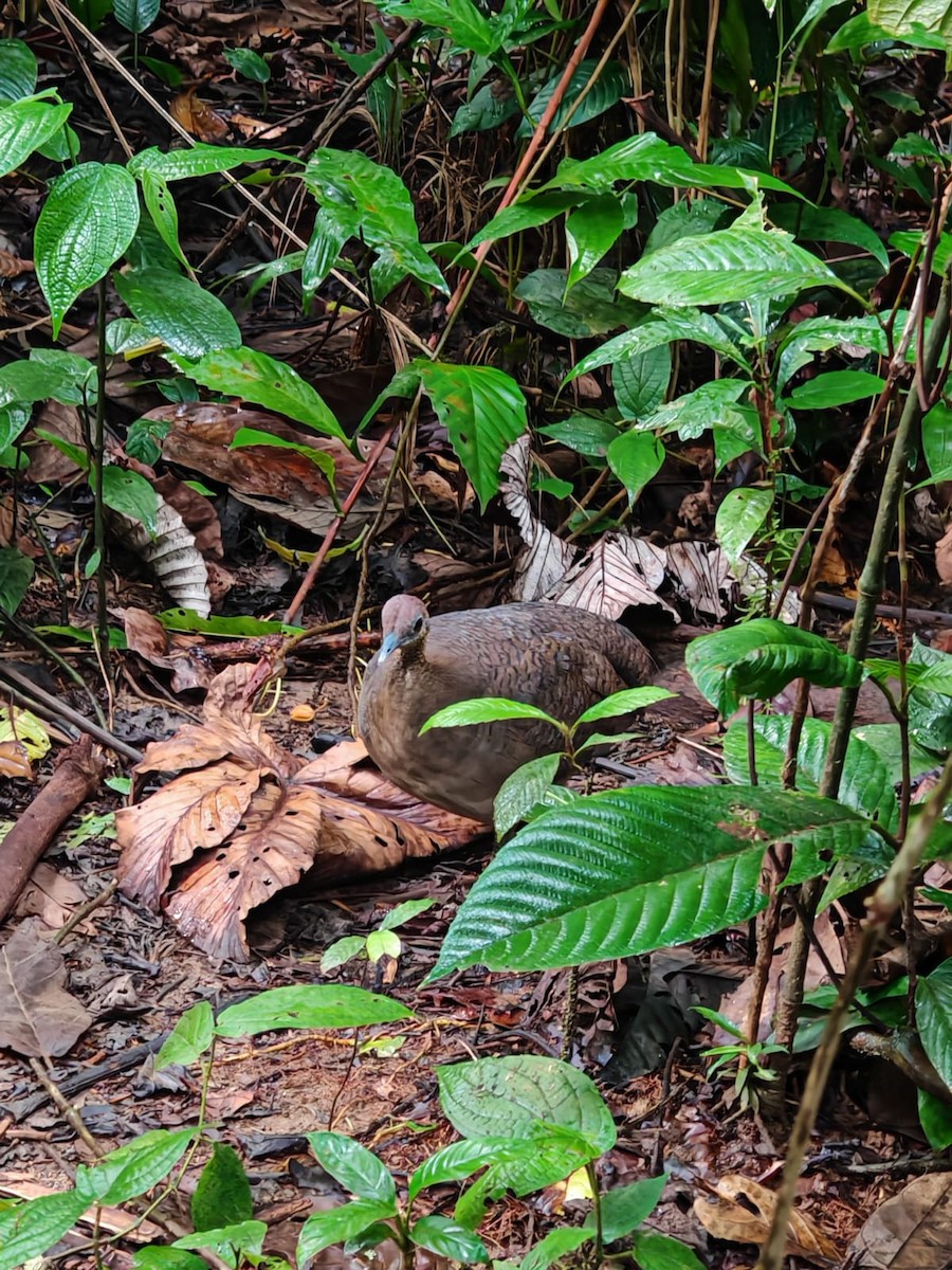 Great Tinamou - ML641936960