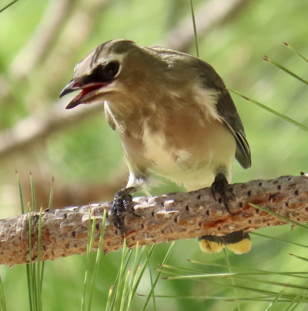 Cedar Waxwing - ML641936966