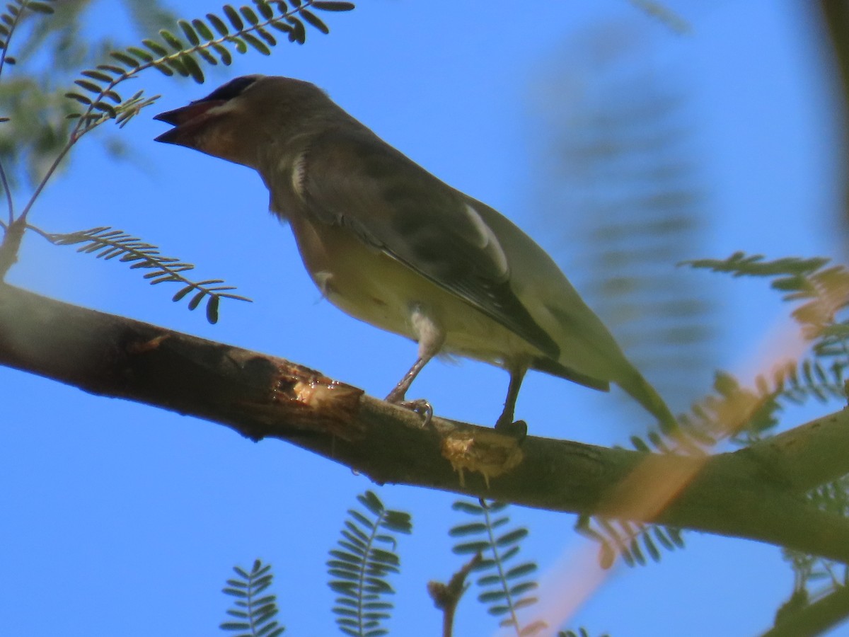 Cedar Waxwing - ML641936967