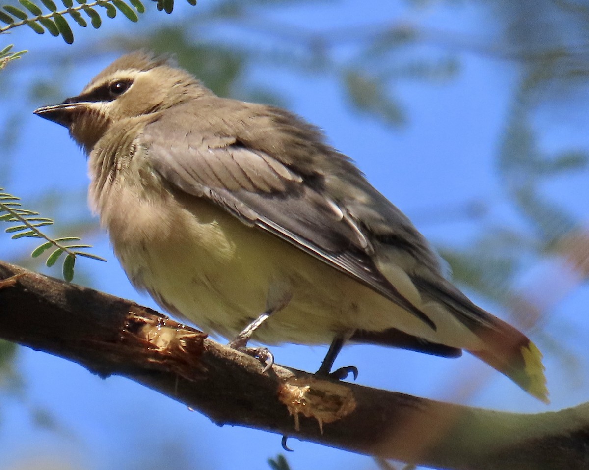 Cedar Waxwing - ML641936968