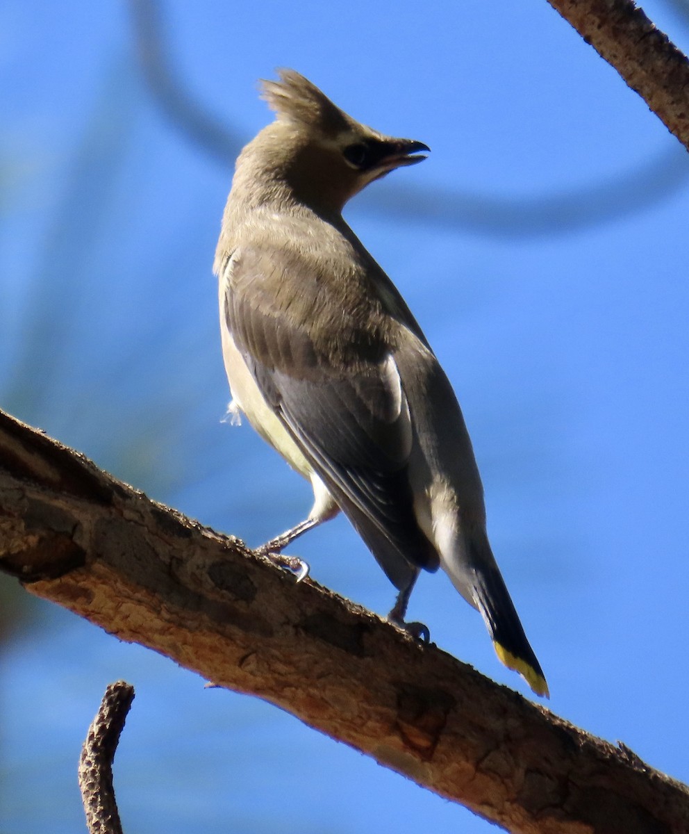 Cedar Waxwing - ML641936969