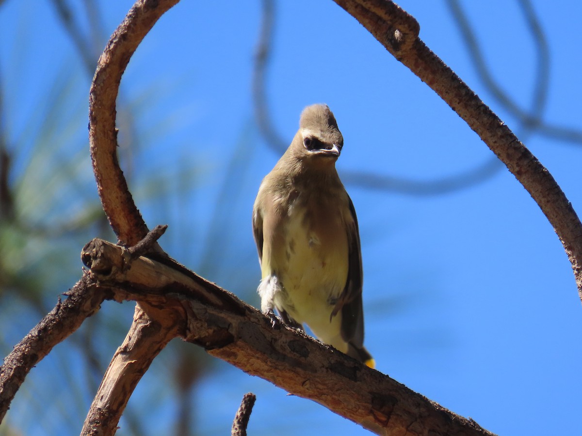 Cedar Waxwing - ML641936970