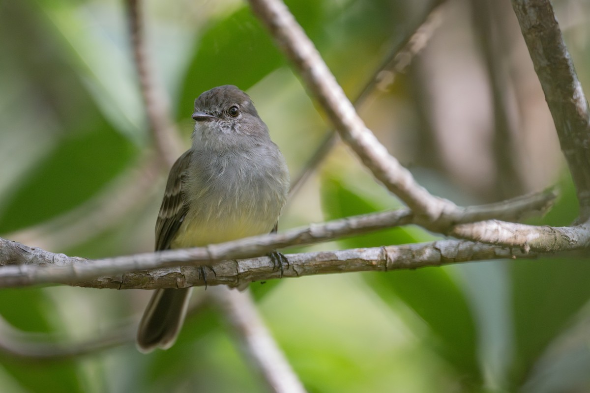 Northern Scrub-Flycatcher - ML641936990