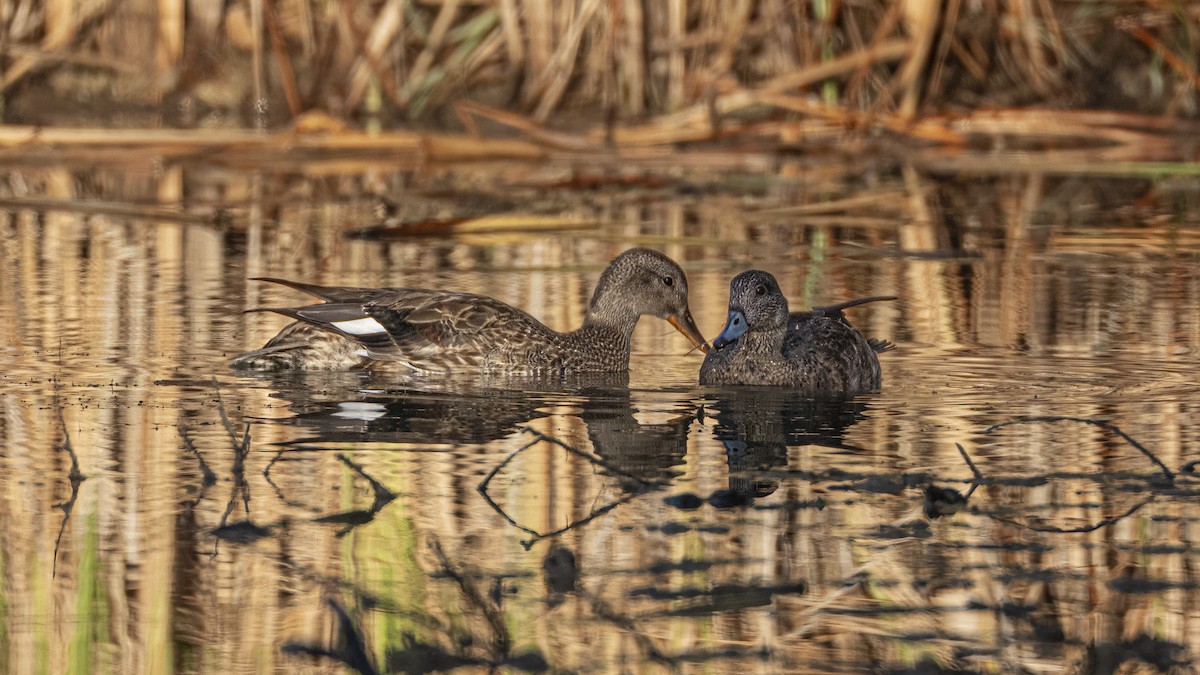 Gadwall - ML641936991