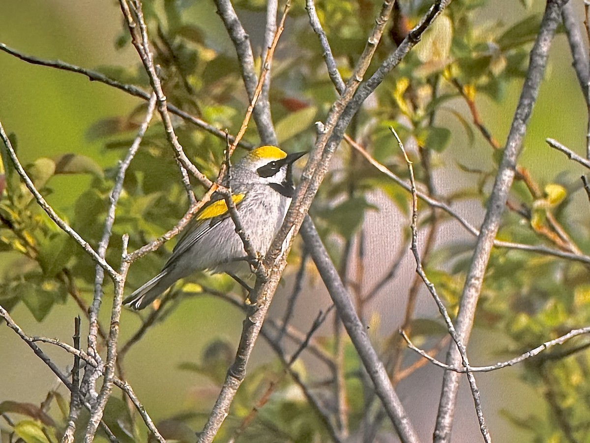 Golden-winged Warbler - ML641936999