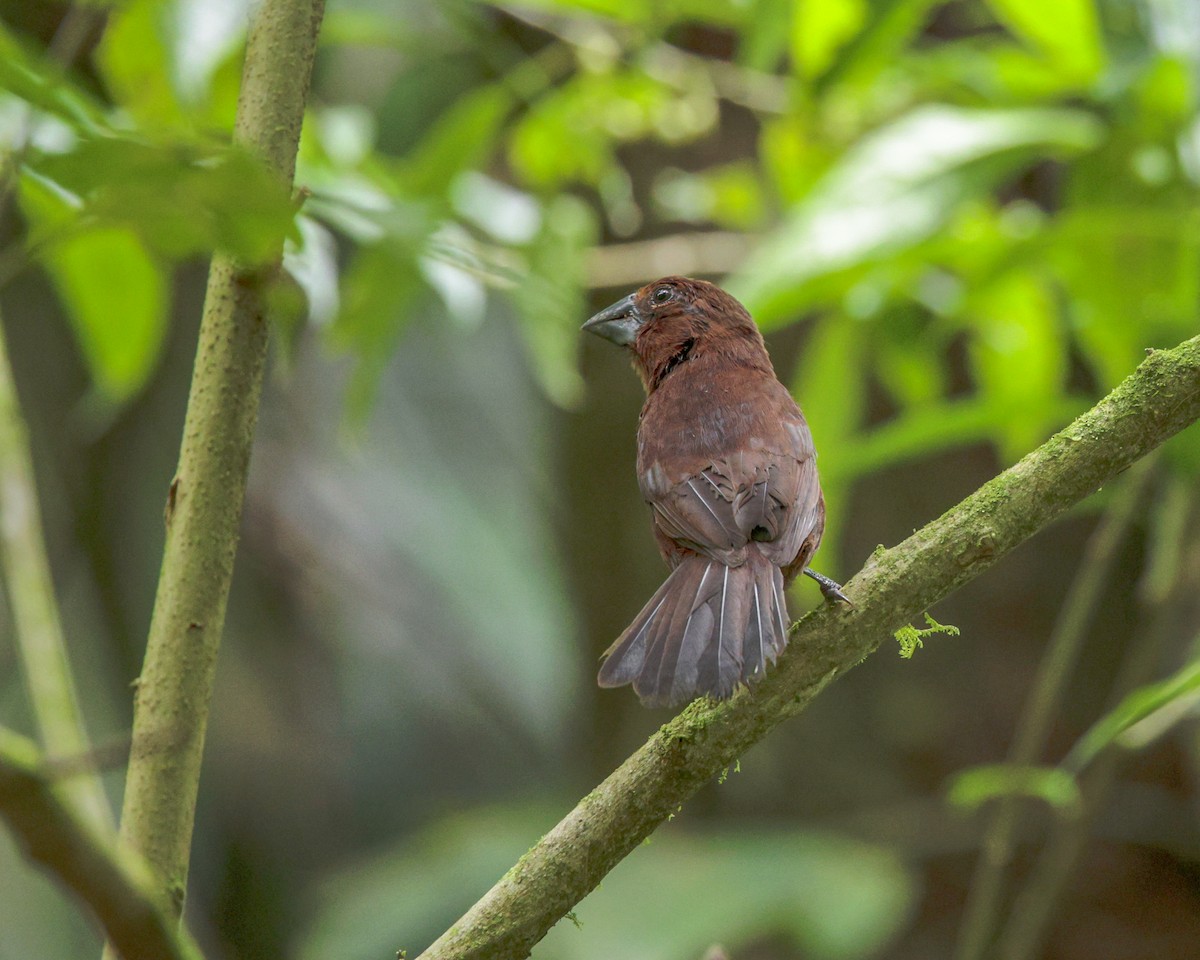 Meksika Çivit Kocabaşı - ML641937010