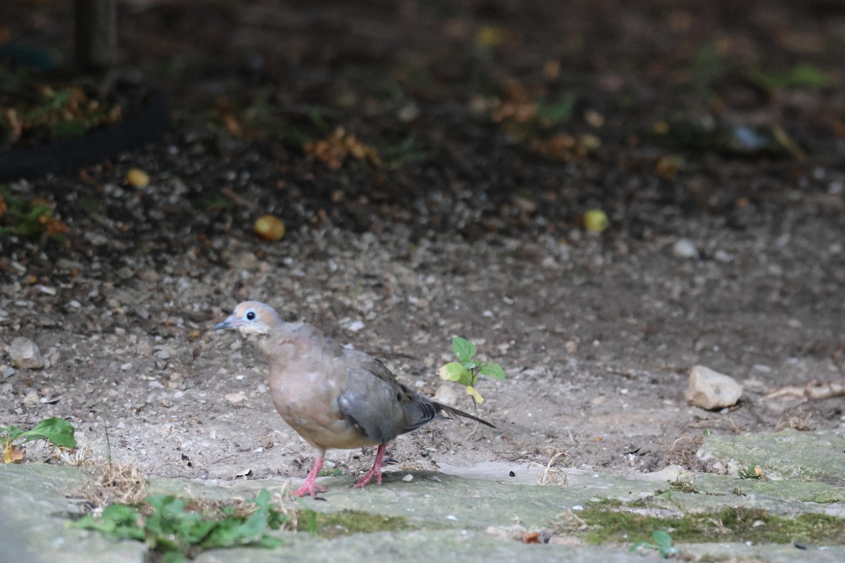 Mourning Dove - ML641937013