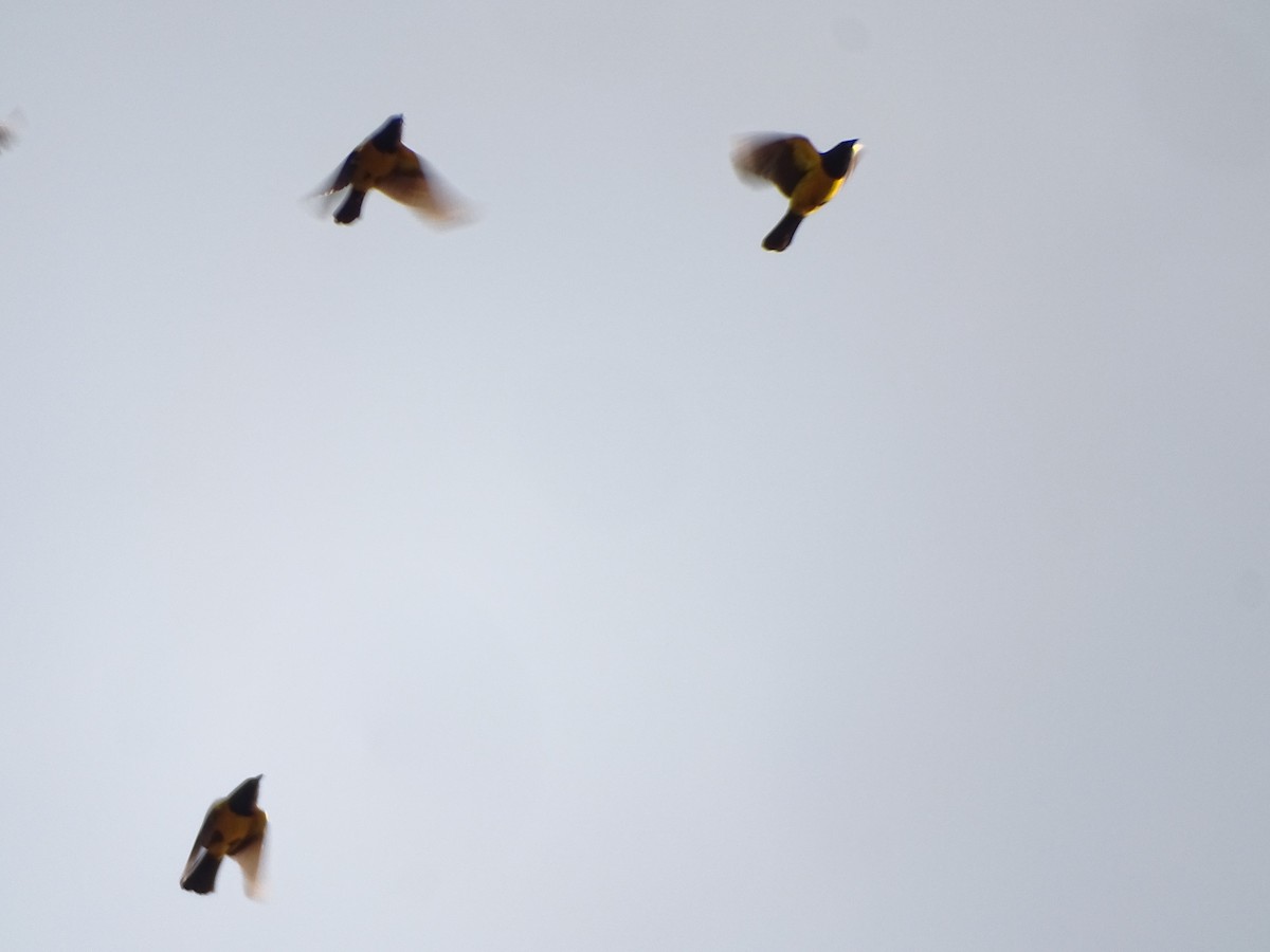 Yellow-rumped Marshbird - ML641937020