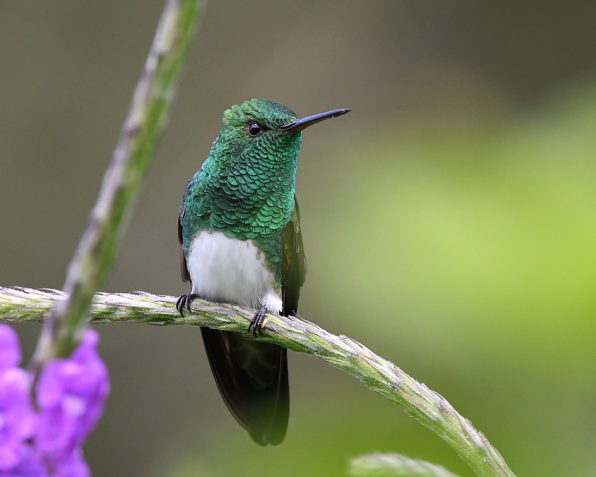 Snowy-bellied Hummingbird - ML641937038