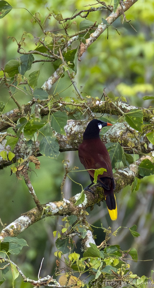 Montezuma Oropendola - ML641937096