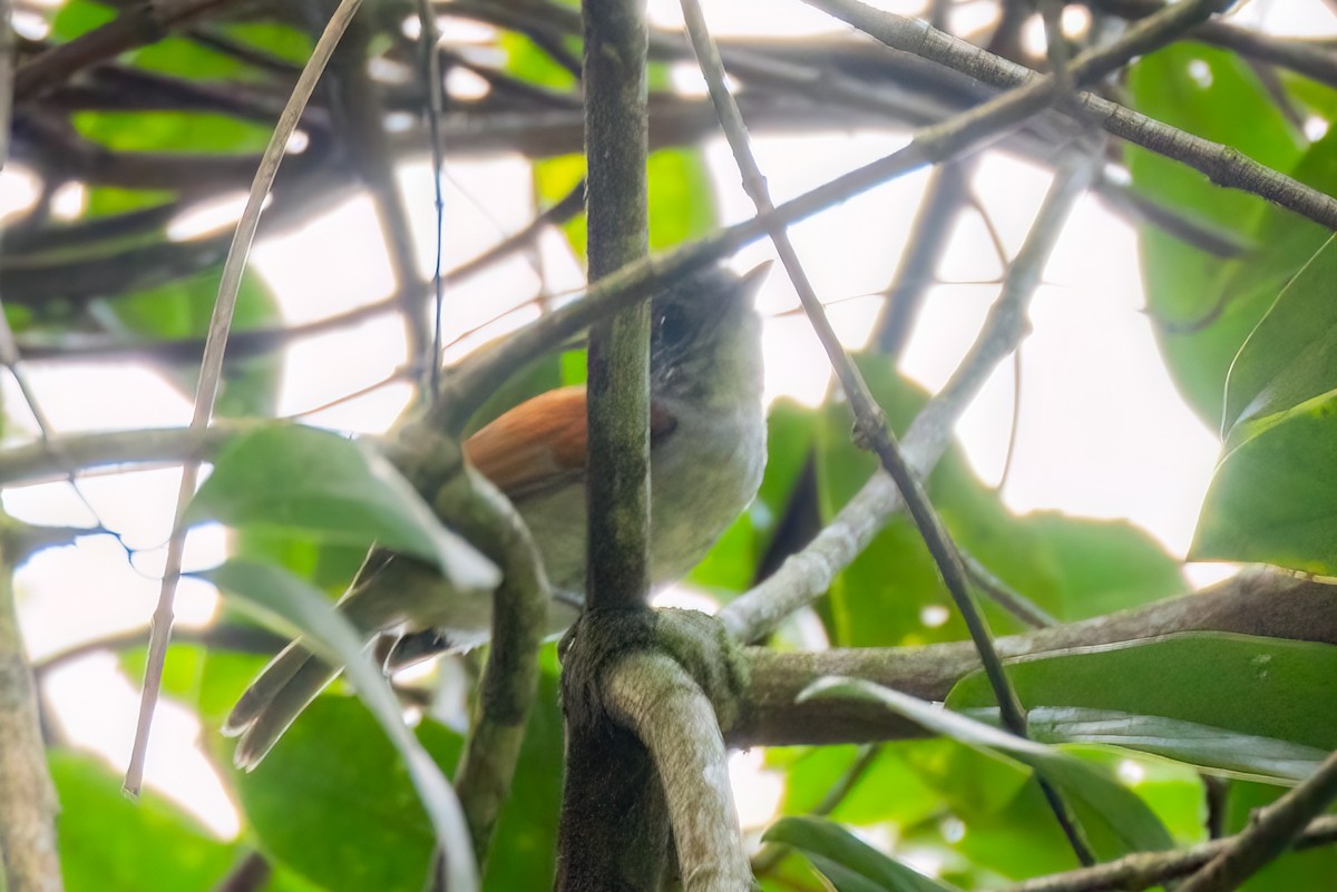 Rufous-backed Antvireo - ML641937100