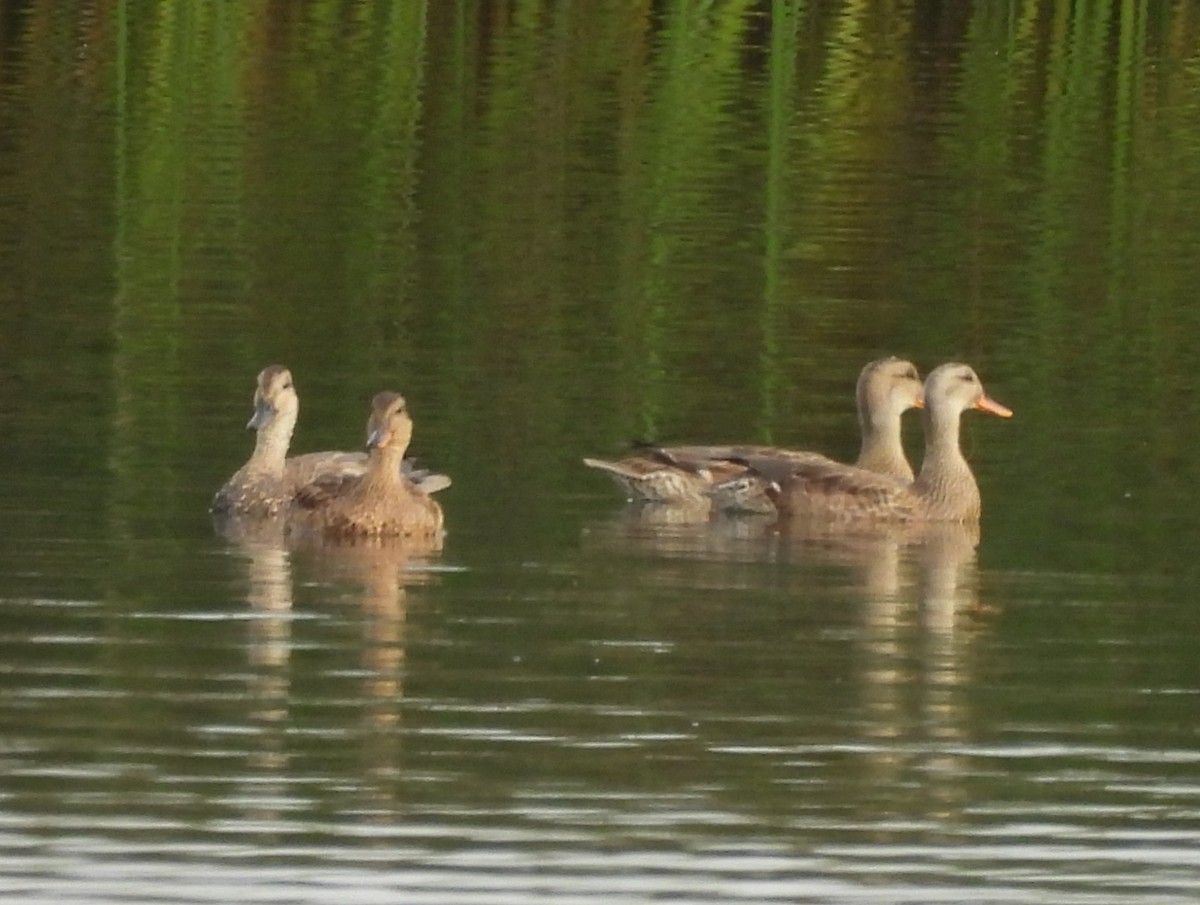 Gadwall - ML641937101