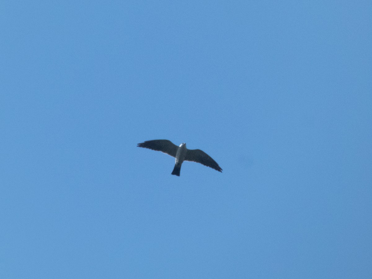 Mississippi Kite - ML641937102