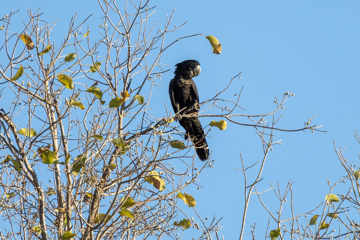 Red-tailed Black-Cockatoo - ML641937128