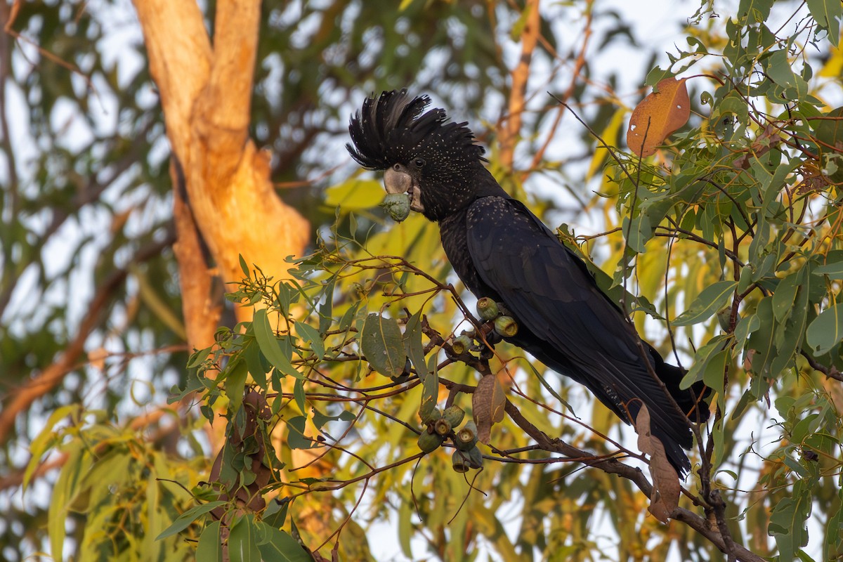 Red-tailed Black-Cockatoo - ML641937129