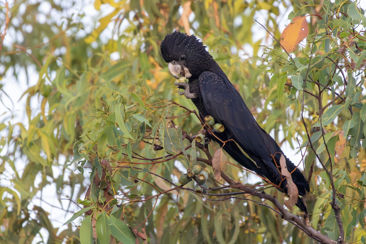 Red-tailed Black-Cockatoo - ML641937130