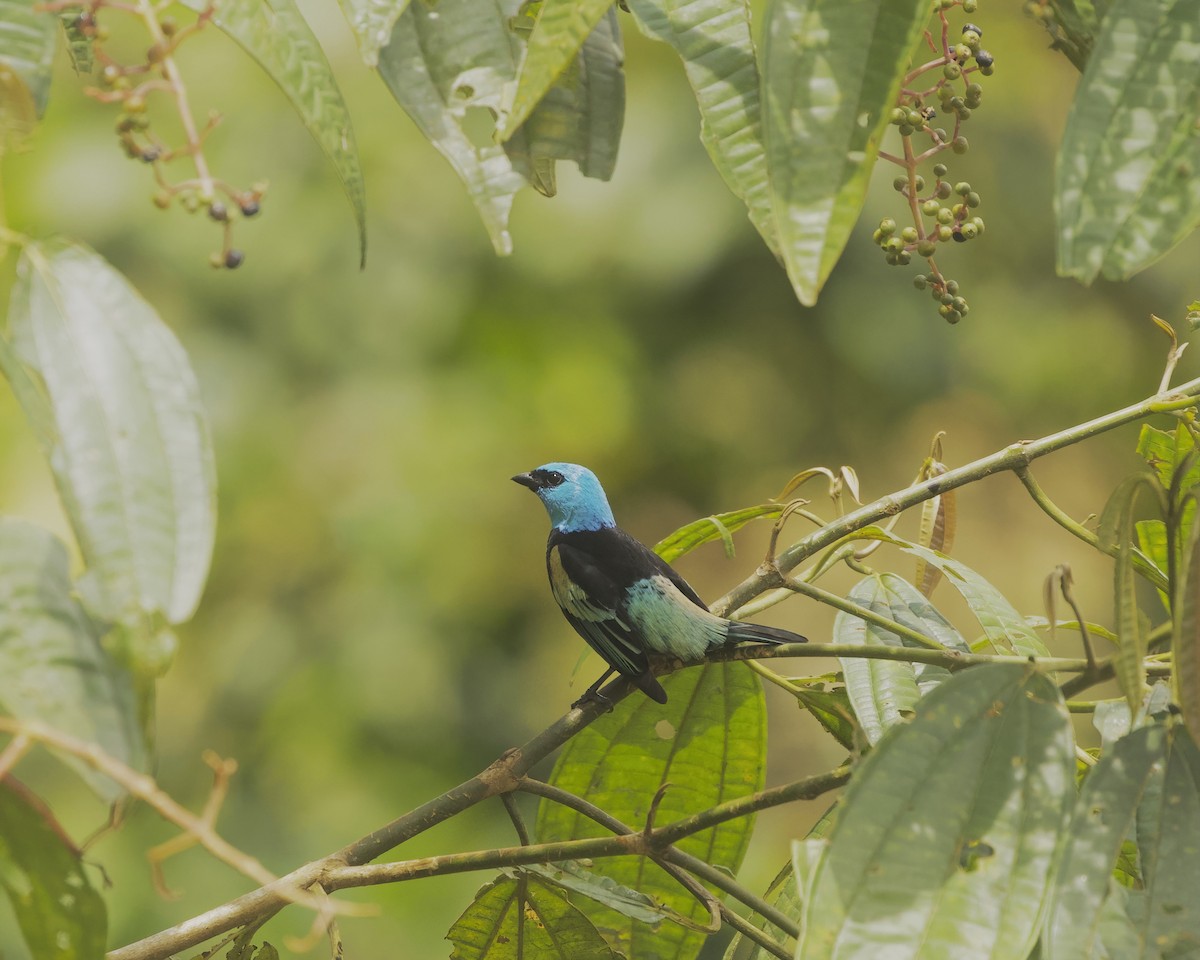 Blue-necked Tanager - ML641937131