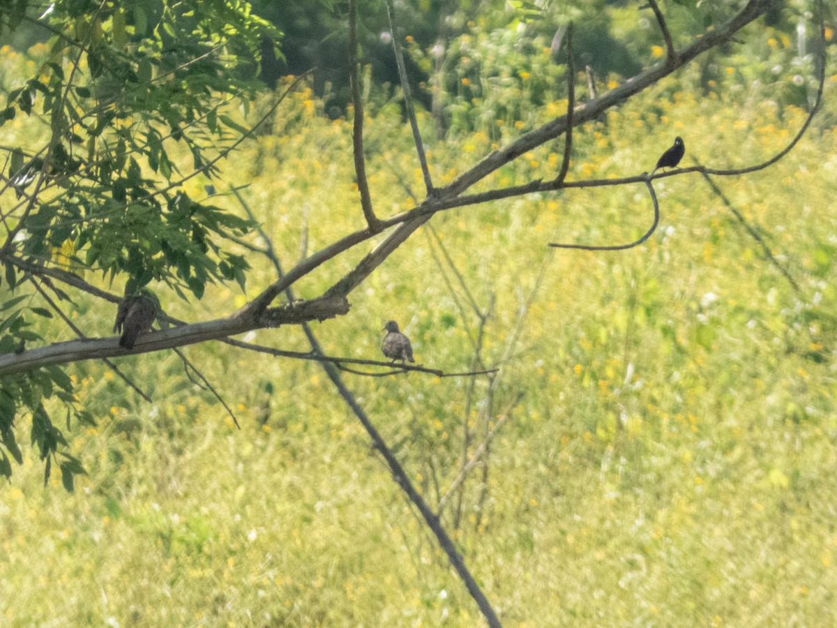 Plain-breasted Ground Dove - ML641937137