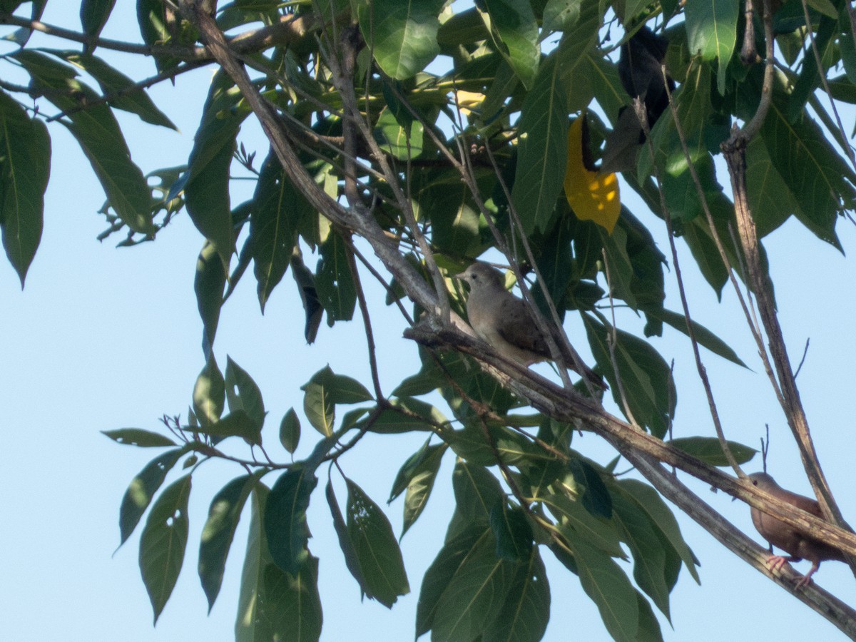 Plain-breasted Ground Dove - ML641937139