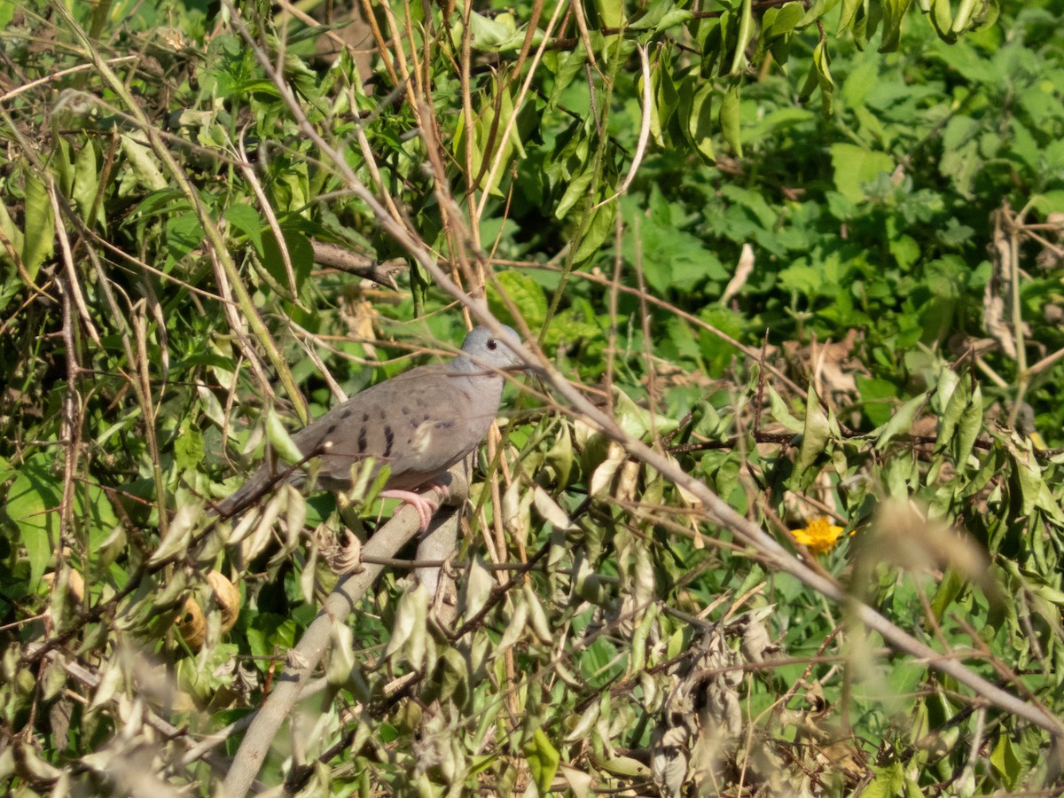 Plain-breasted Ground Dove - ML641937140