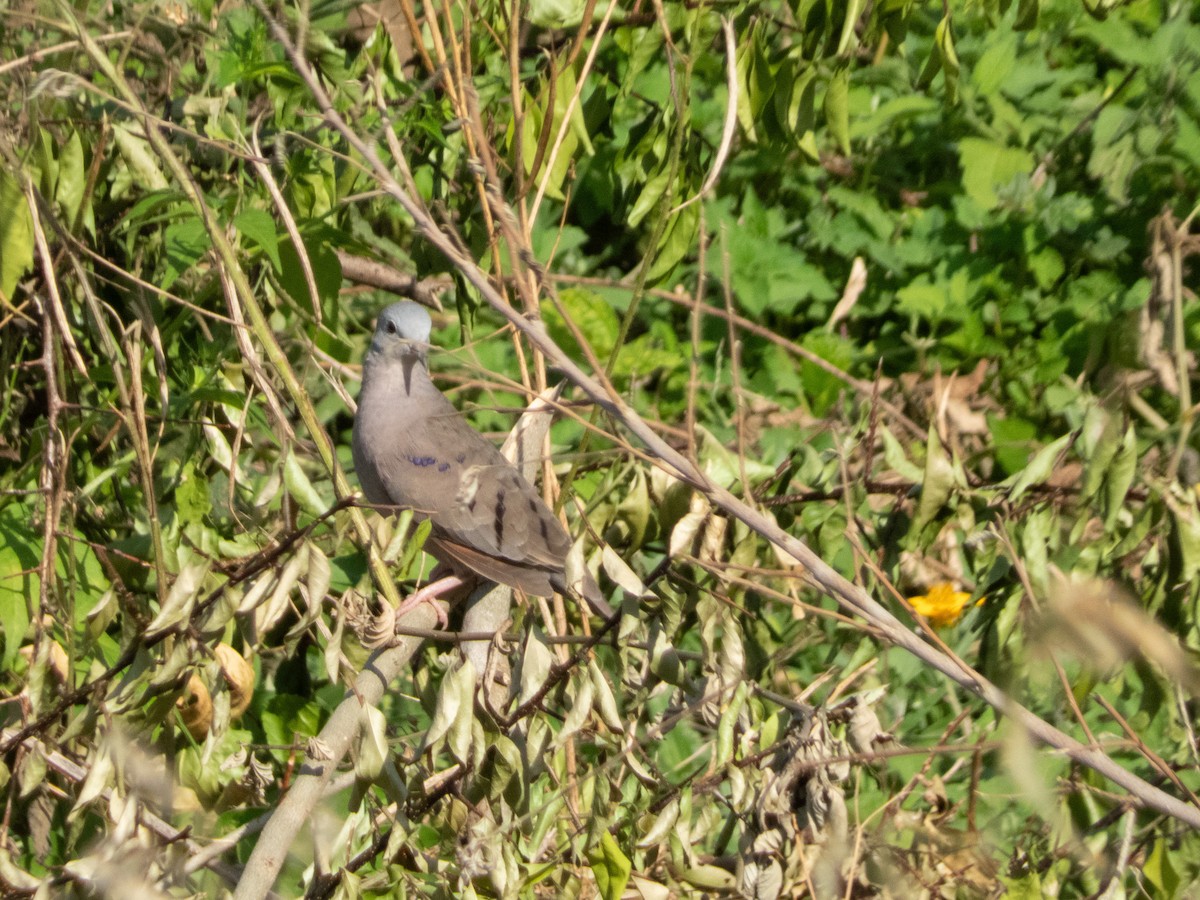 Plain-breasted Ground Dove - ML641937141