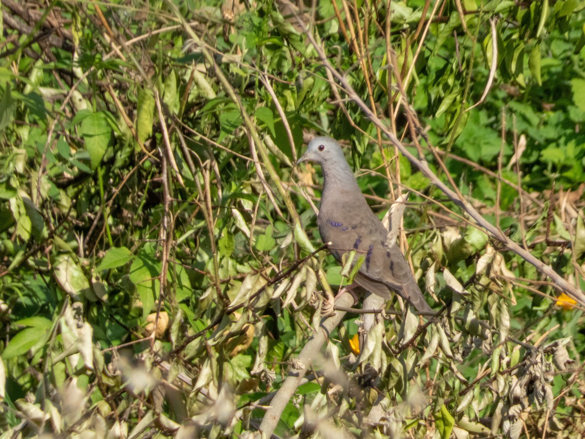 Plain-breasted Ground Dove - ML641937143
