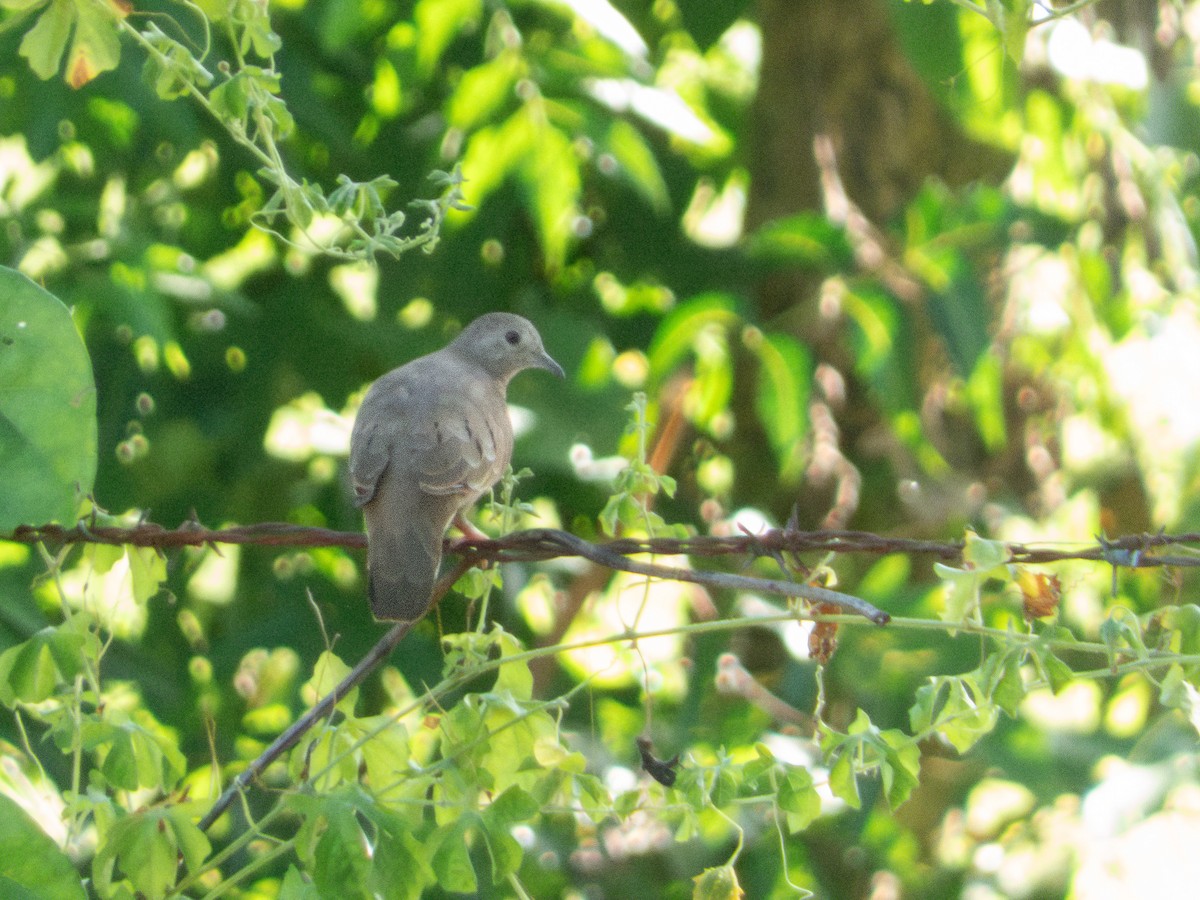 Plain-breasted Ground Dove - ML641937144