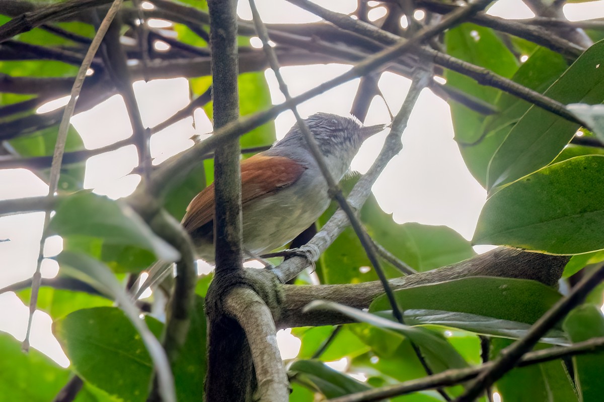 Rufous-backed Antvireo - ML641937162