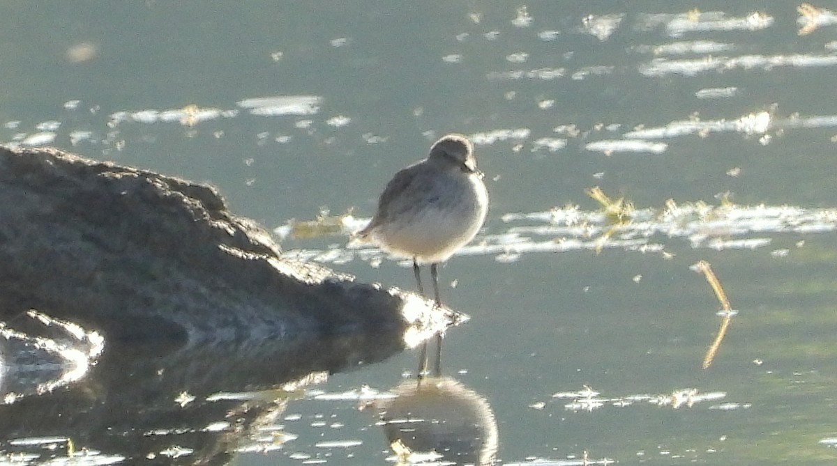 Weißbürzel-Strandläufer - ML641937170