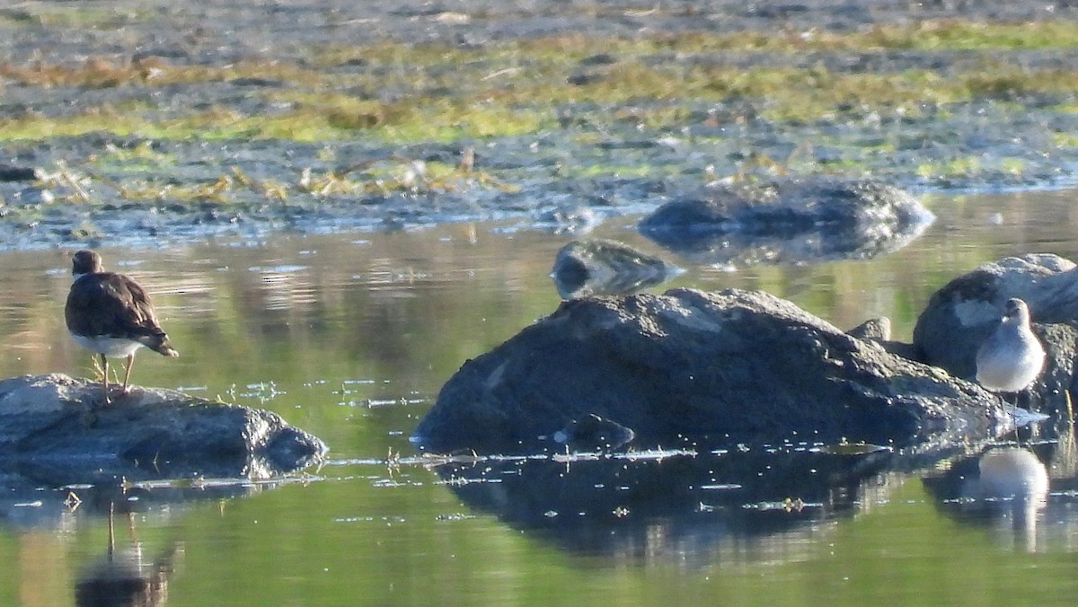 Weißbürzel-Strandläufer - ML641937171