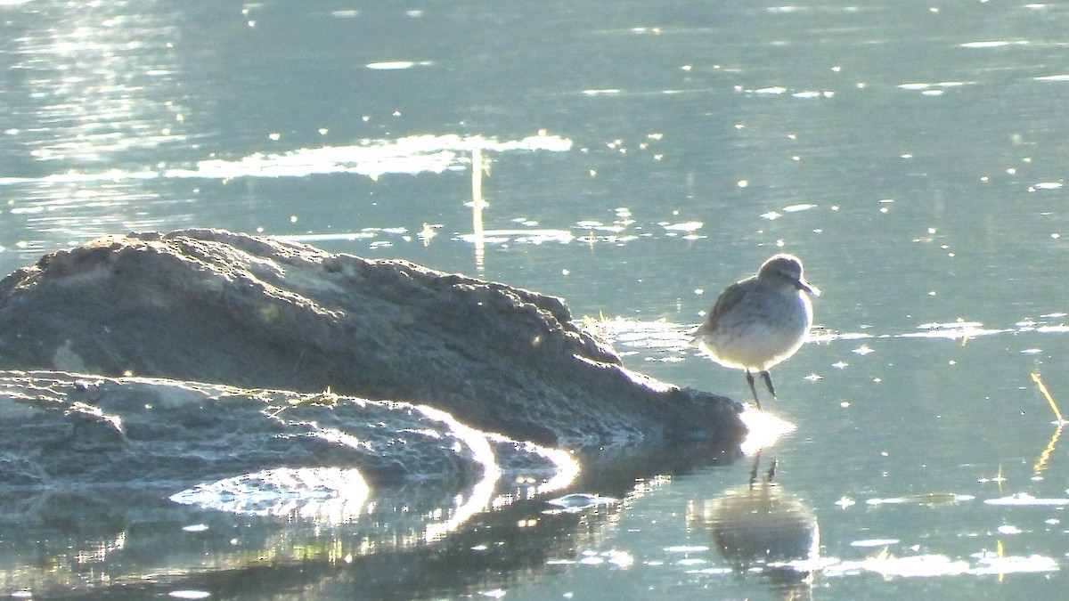 Weißbürzel-Strandläufer - ML641937181