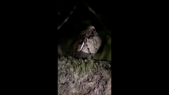 Common Potoo - ML641937205