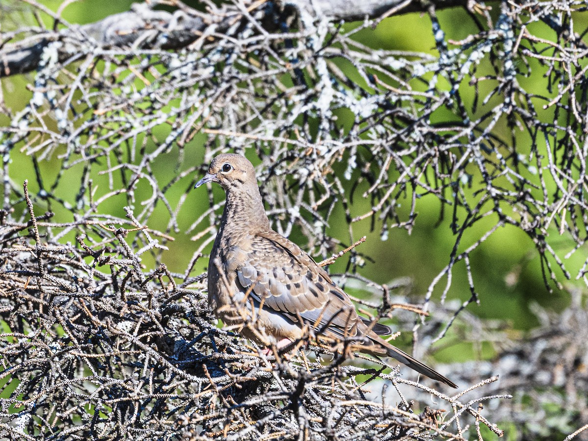 Mourning Dove - ML641937229