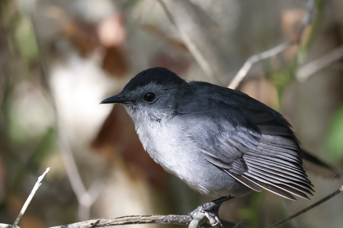 Gray Catbird - ML641937246