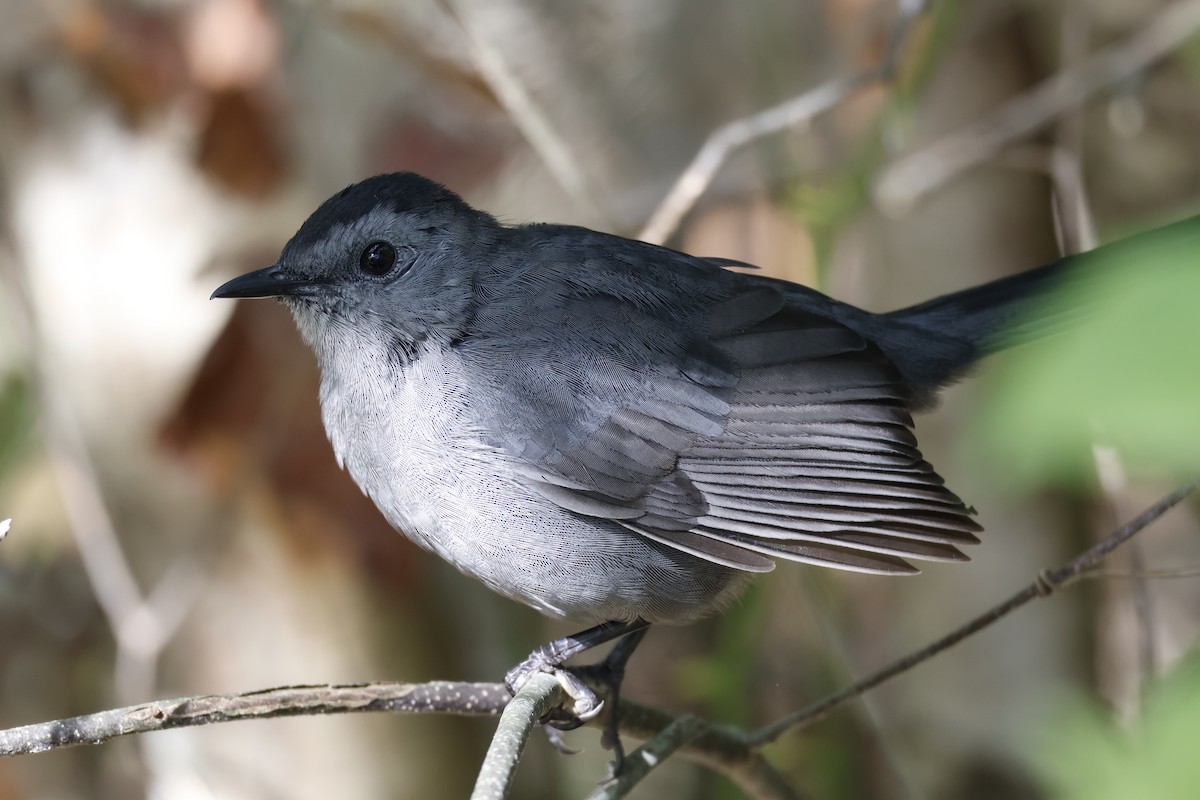 Gray Catbird - ML641937247
